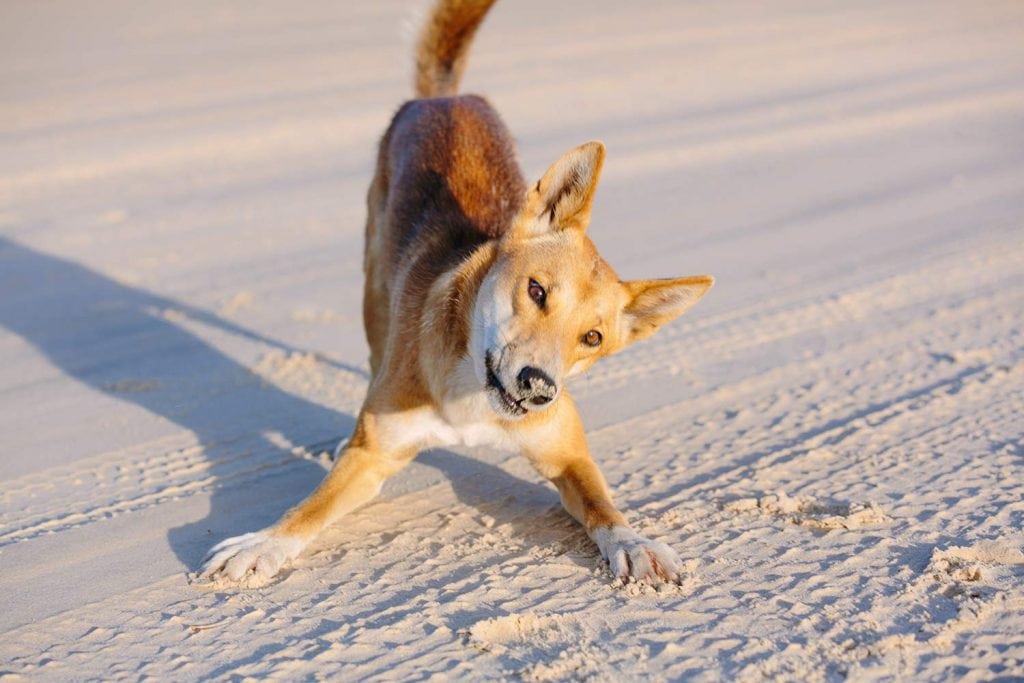 Fraser Island Tour Dingo